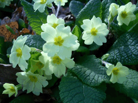 Primrose